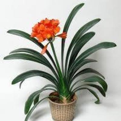 Clivia Virágbolt